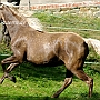 Rocky_ Mountain_ Horse_ 3(117)